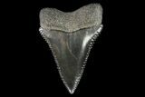Fossil Great White Shark Tooth - A Beauty Of A Tooth #76455-1